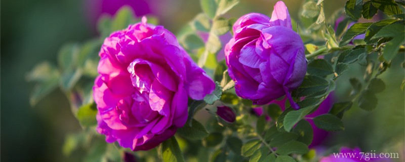 不同花的寓意和象征