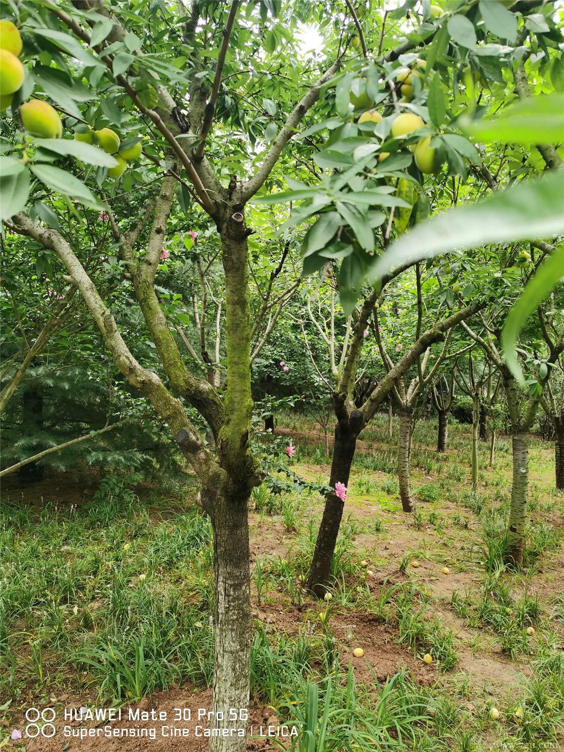 桃树常见病害图片防治方法