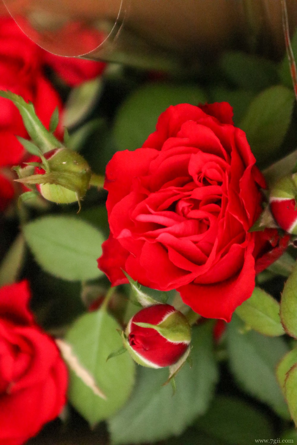 月季 本杰明月季优缺