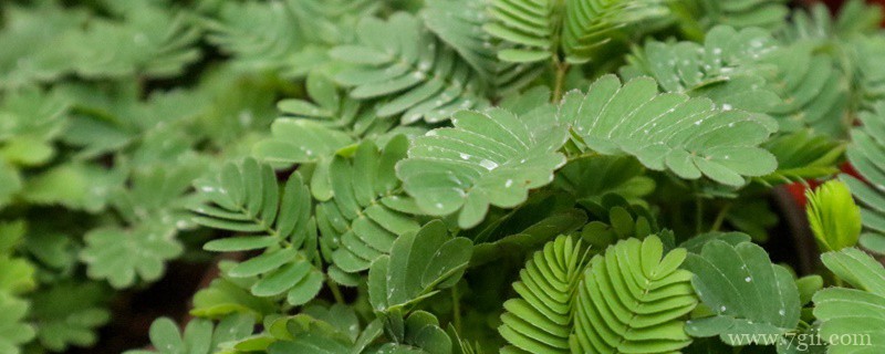 哪些植物有特异功能