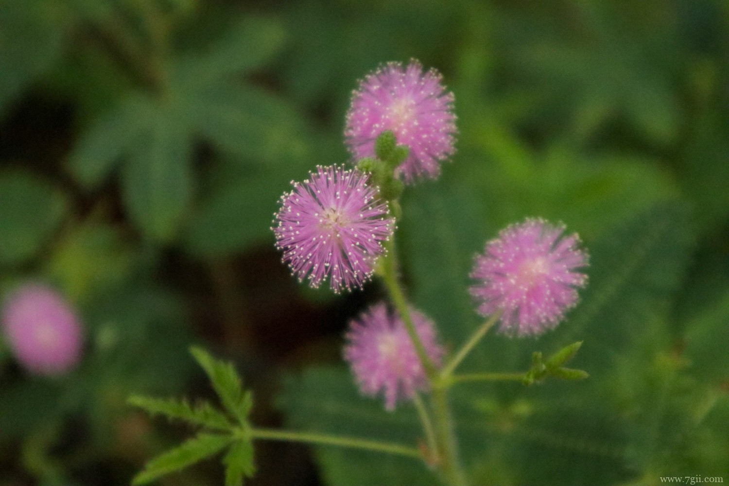 哪些植物有特异功能