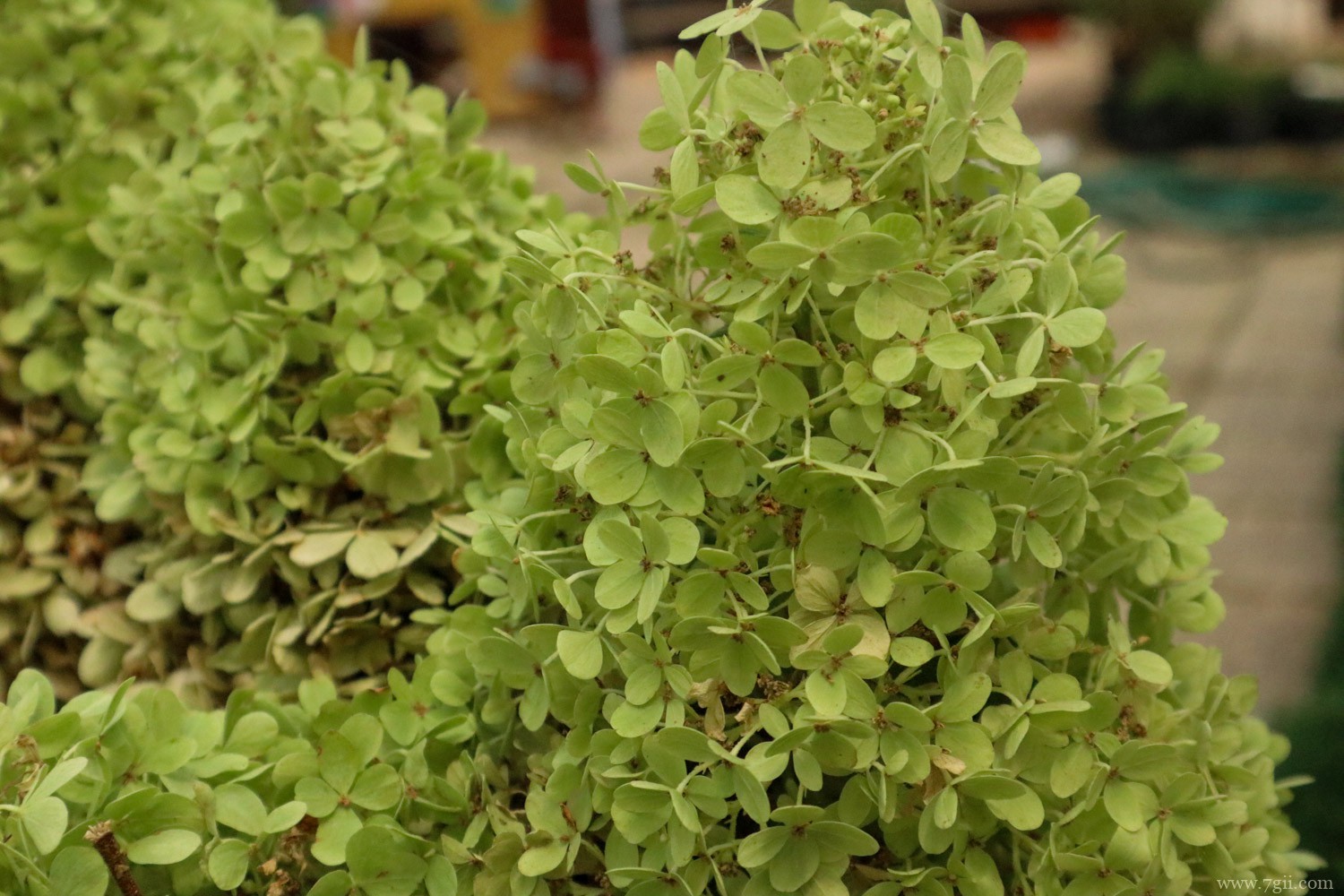 什么花是绿色的