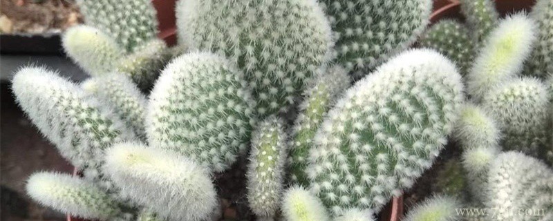 热带花卉有哪些