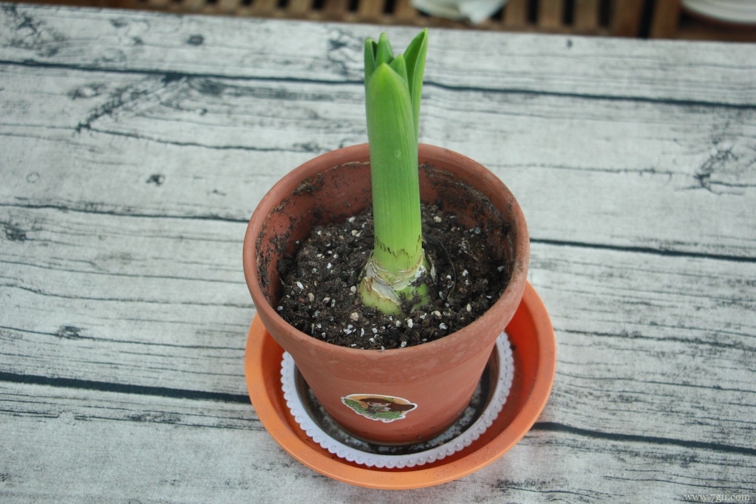 常见的紫色花有哪些