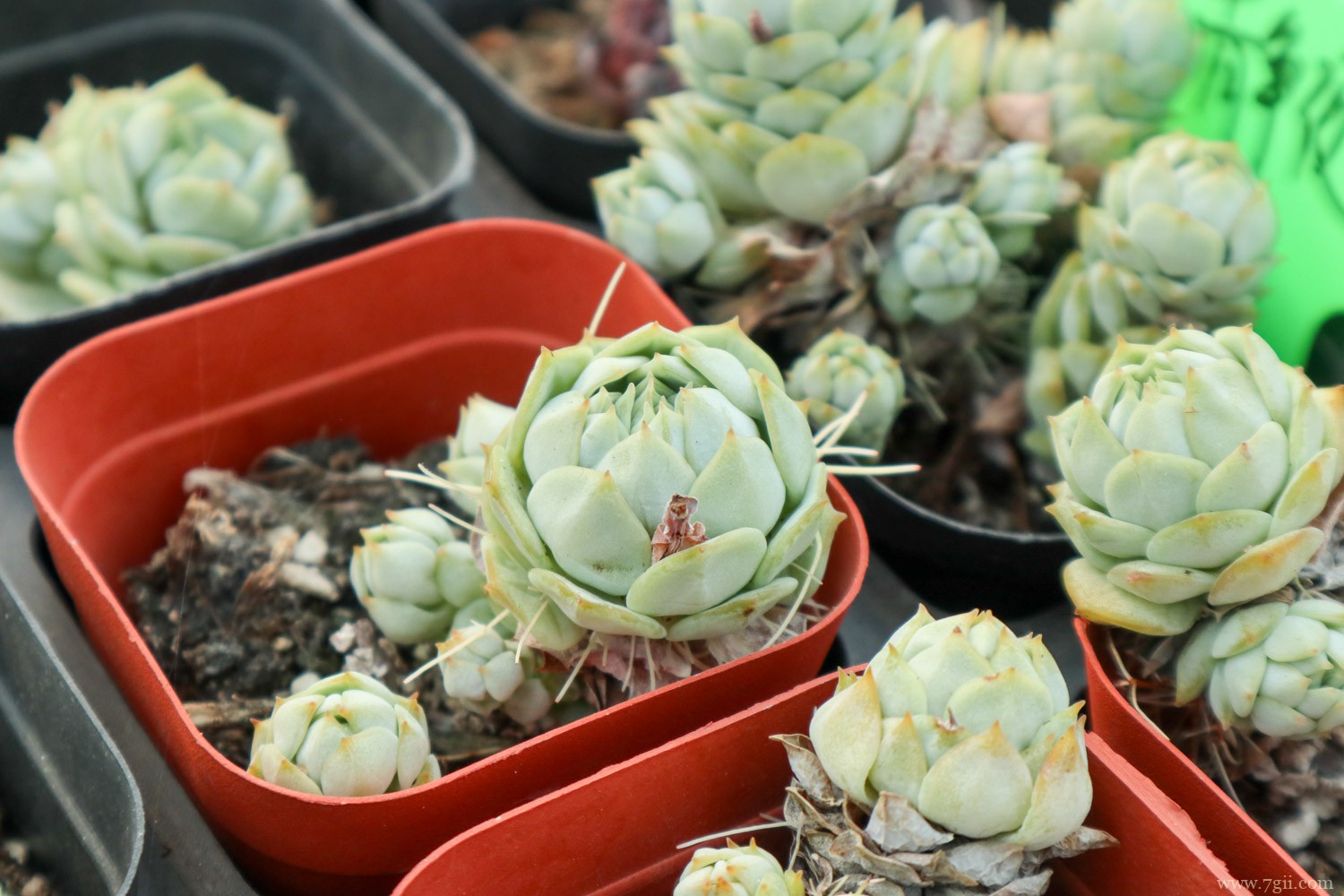 静夜 多肉夏必死清单