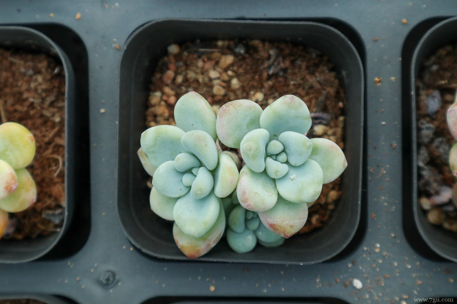 劳尔 多肉夏必死清单