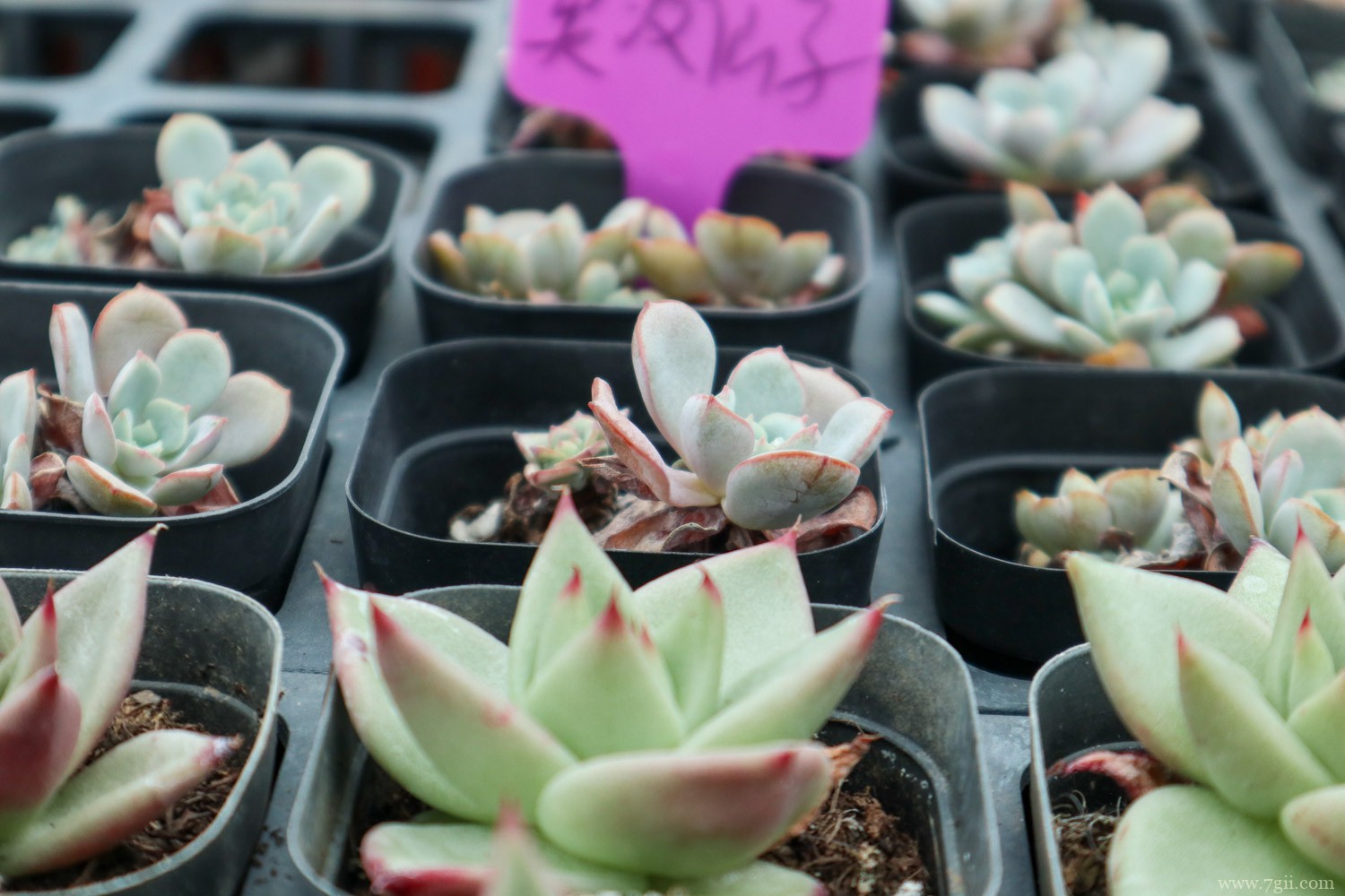 乌木 多肉夏必死清单