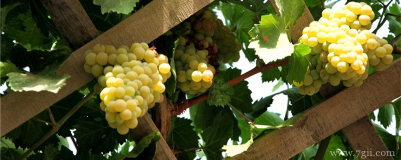 什么树苗长得快又值钱