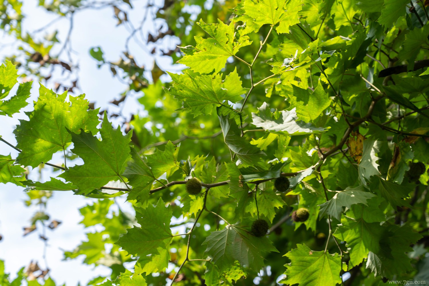 法桐 什么树苗长得快又值钱