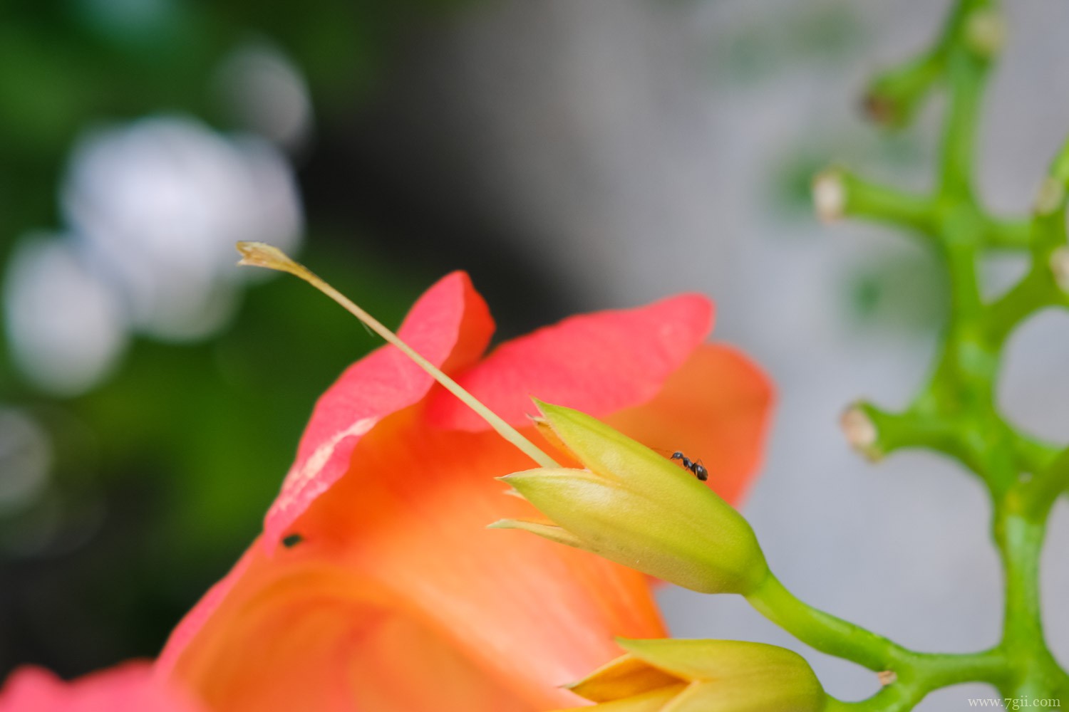 农村庭院不宜种凌霄花的原因