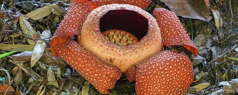 热带雨林中的植物