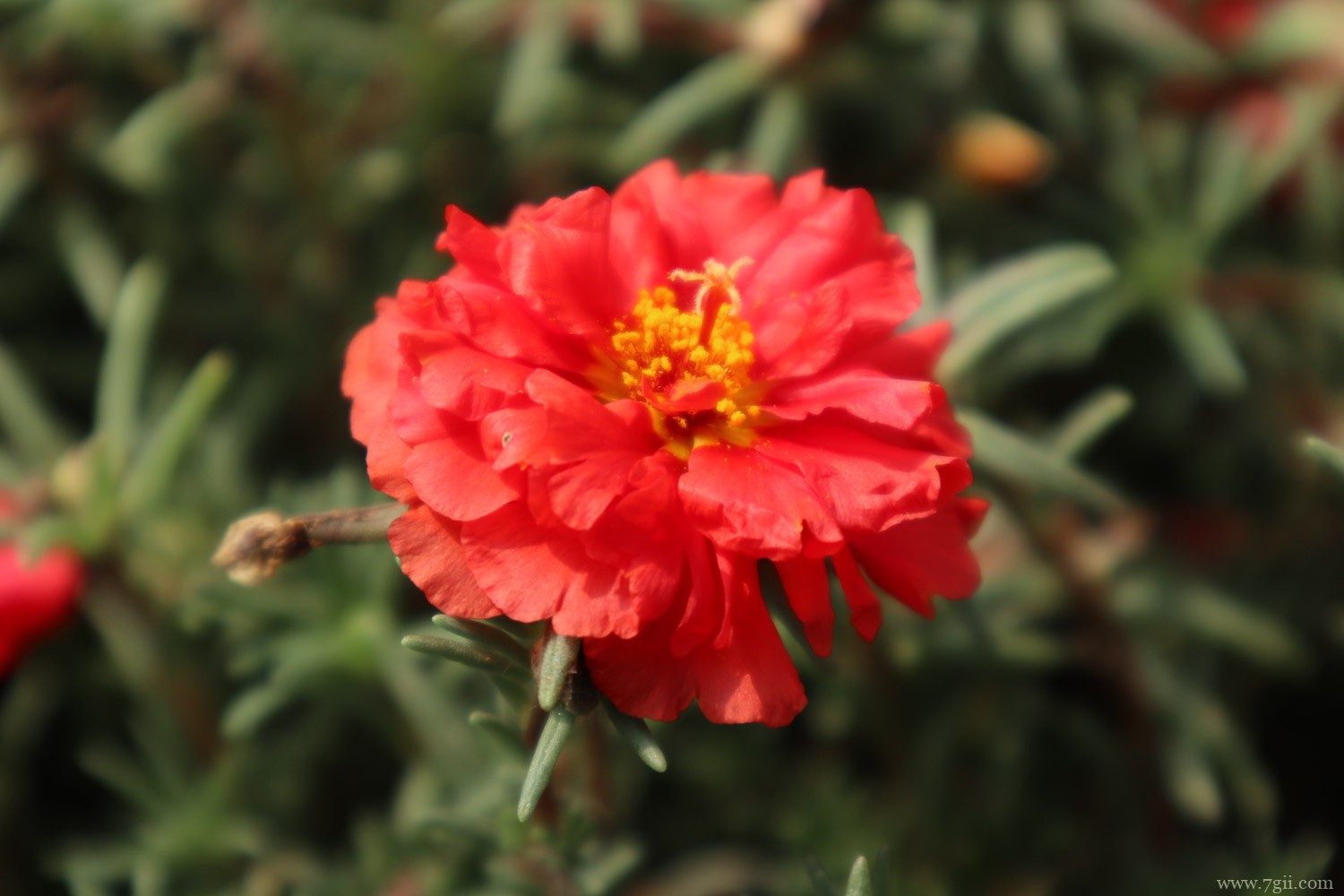 太阳花 名贵太阳花品种