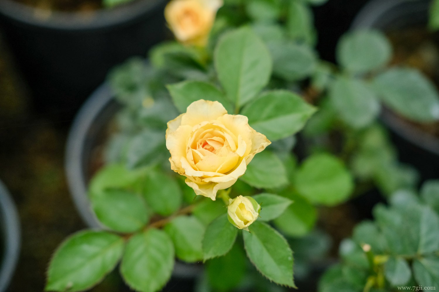 菊花 北京市花是什么花,象征什么