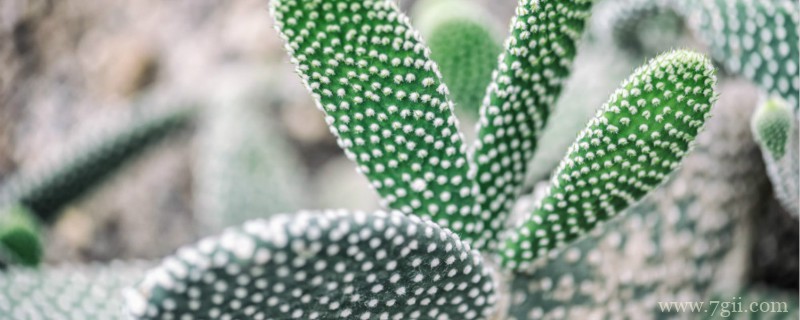 在艰苦恶劣环境下生长的植物