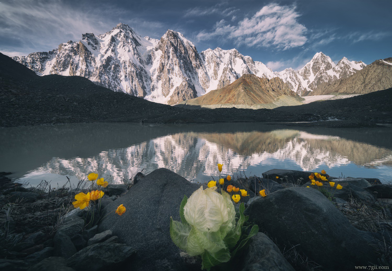 在艰苦恶劣环境下生长的植物