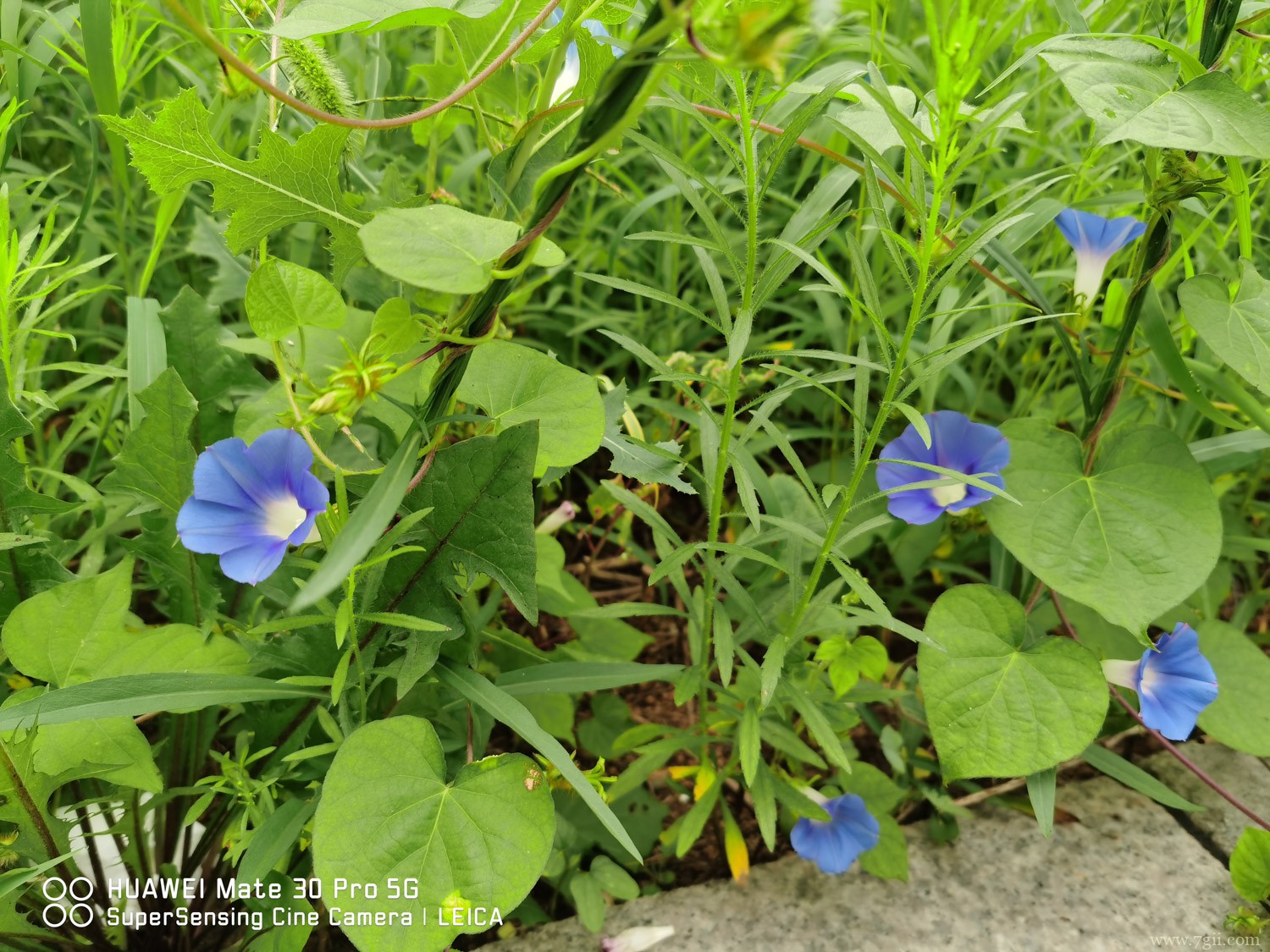 花的生长过程的六个阶段