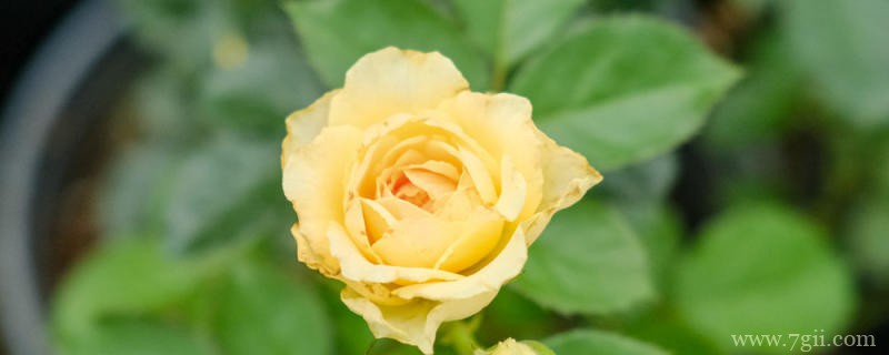 植物园有什么花