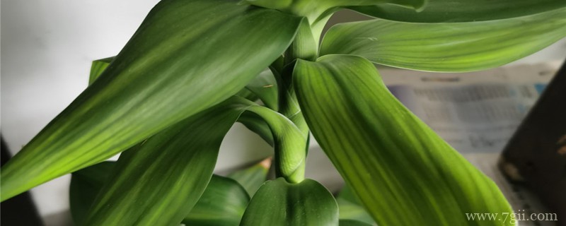 转运竹一般一瓶养几根好