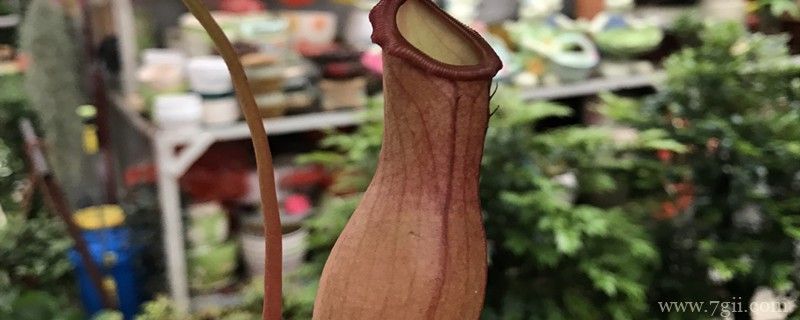 特殊本领的植物有哪些