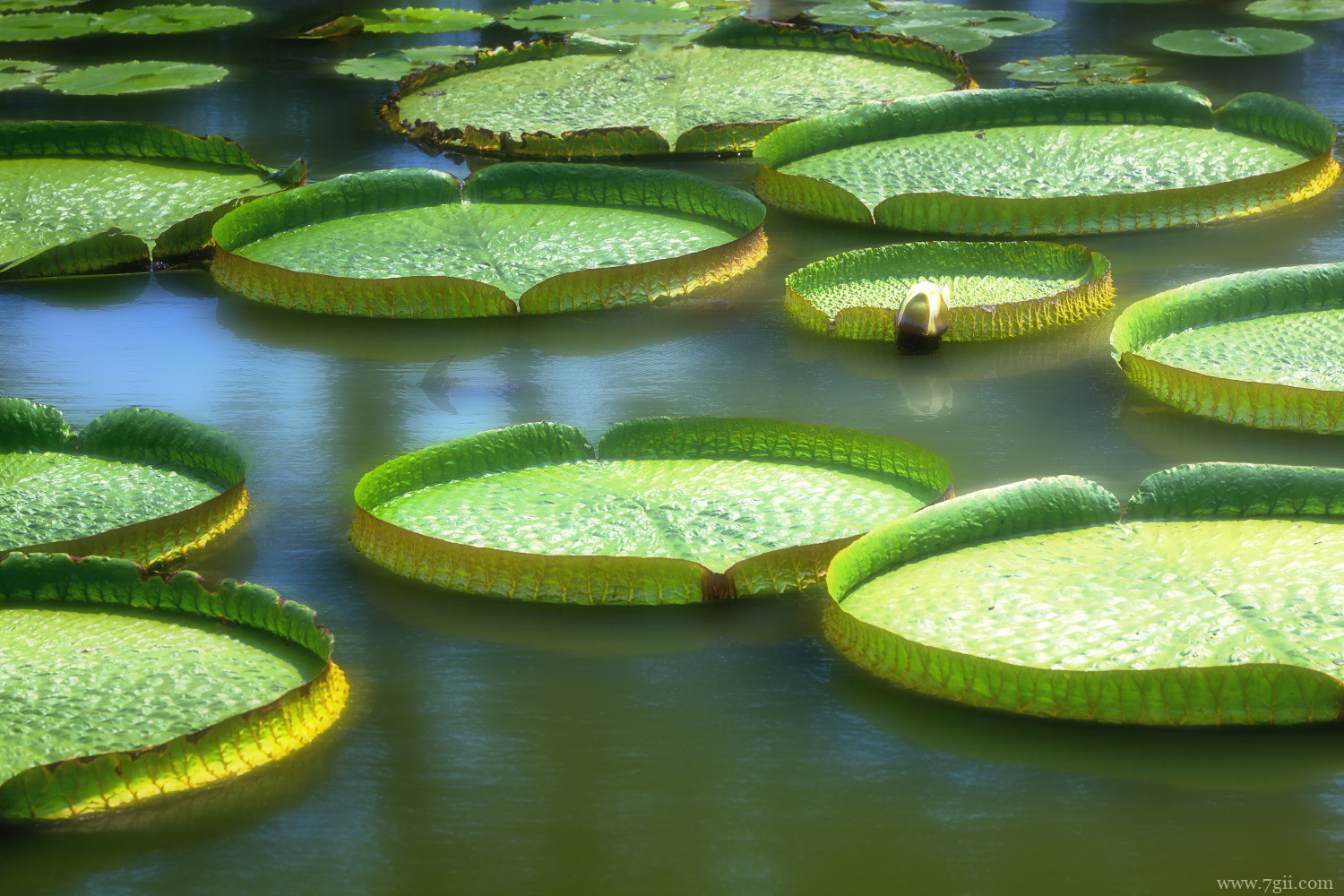 特殊本领的植物有哪些