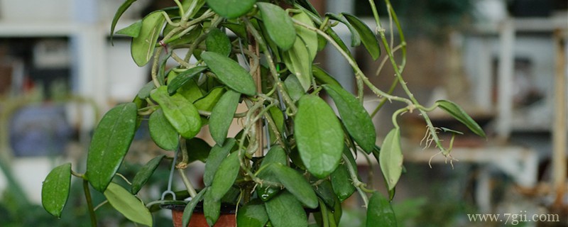 球兰的名贵品种