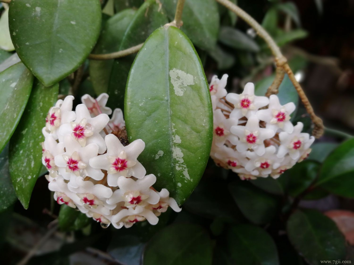 球兰的名贵品种