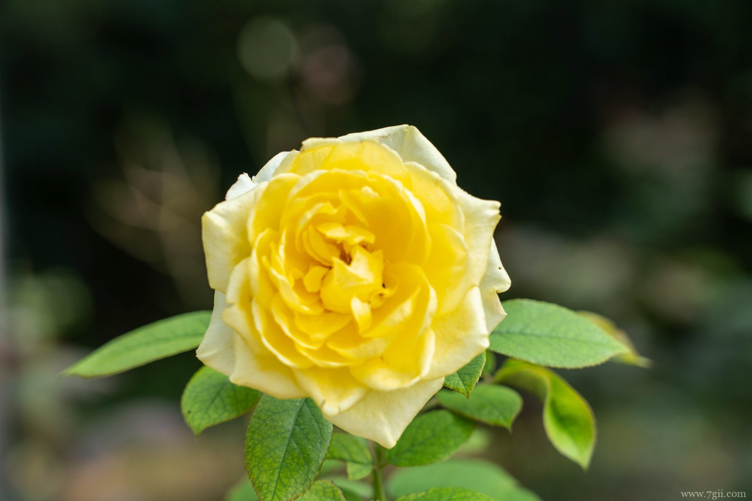 月季 大花浓香型月季品种