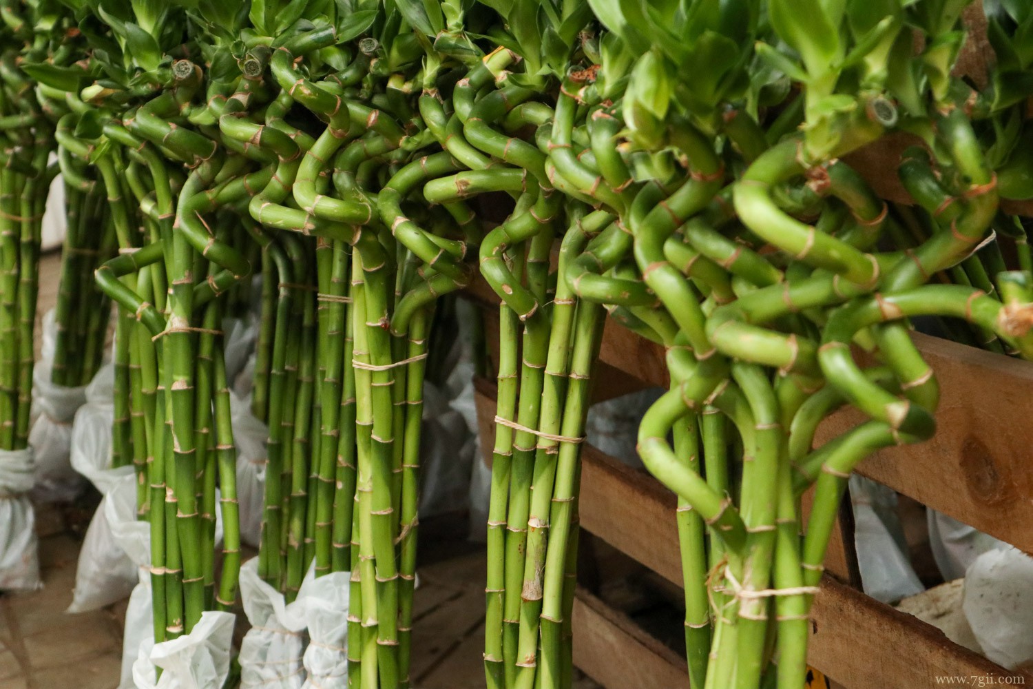 转运竹养10支好吗，转运竹怎么养才能更旺盛