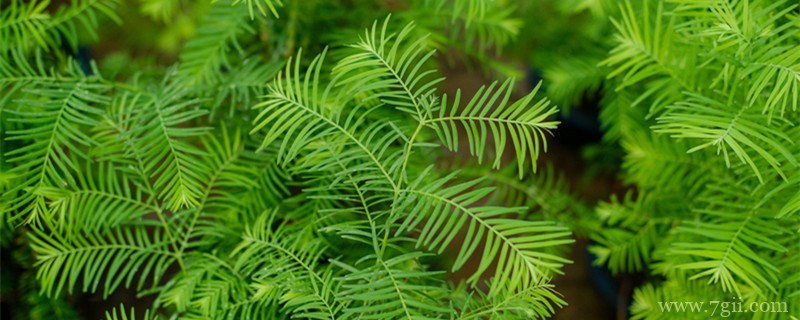 名贵树种有哪些