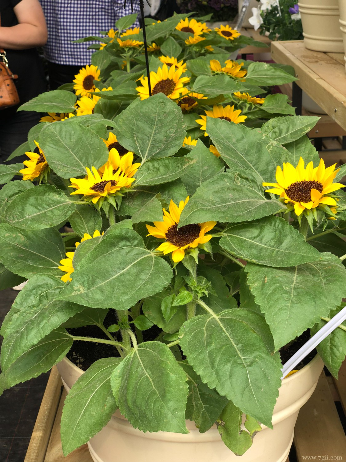 夏天花有哪些花