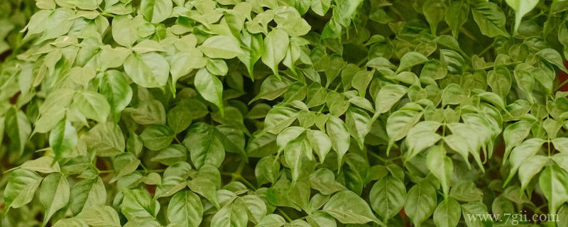 幸福树开花的几率多少