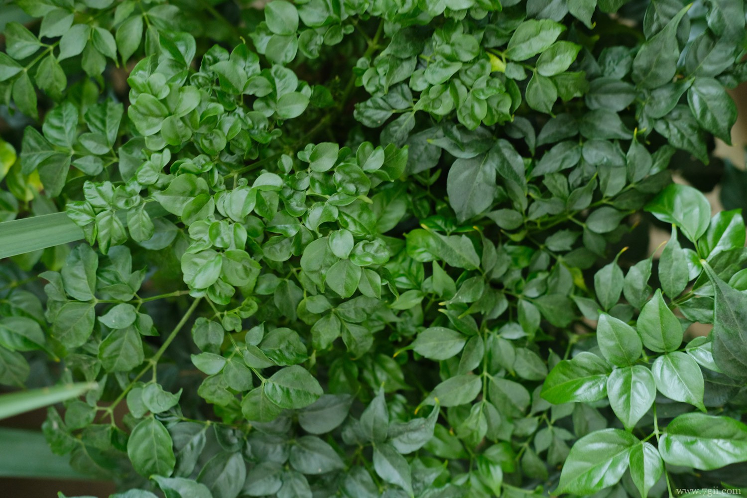 幸福树 幸福树摆放禁忌,真正的幸福树是哪一种