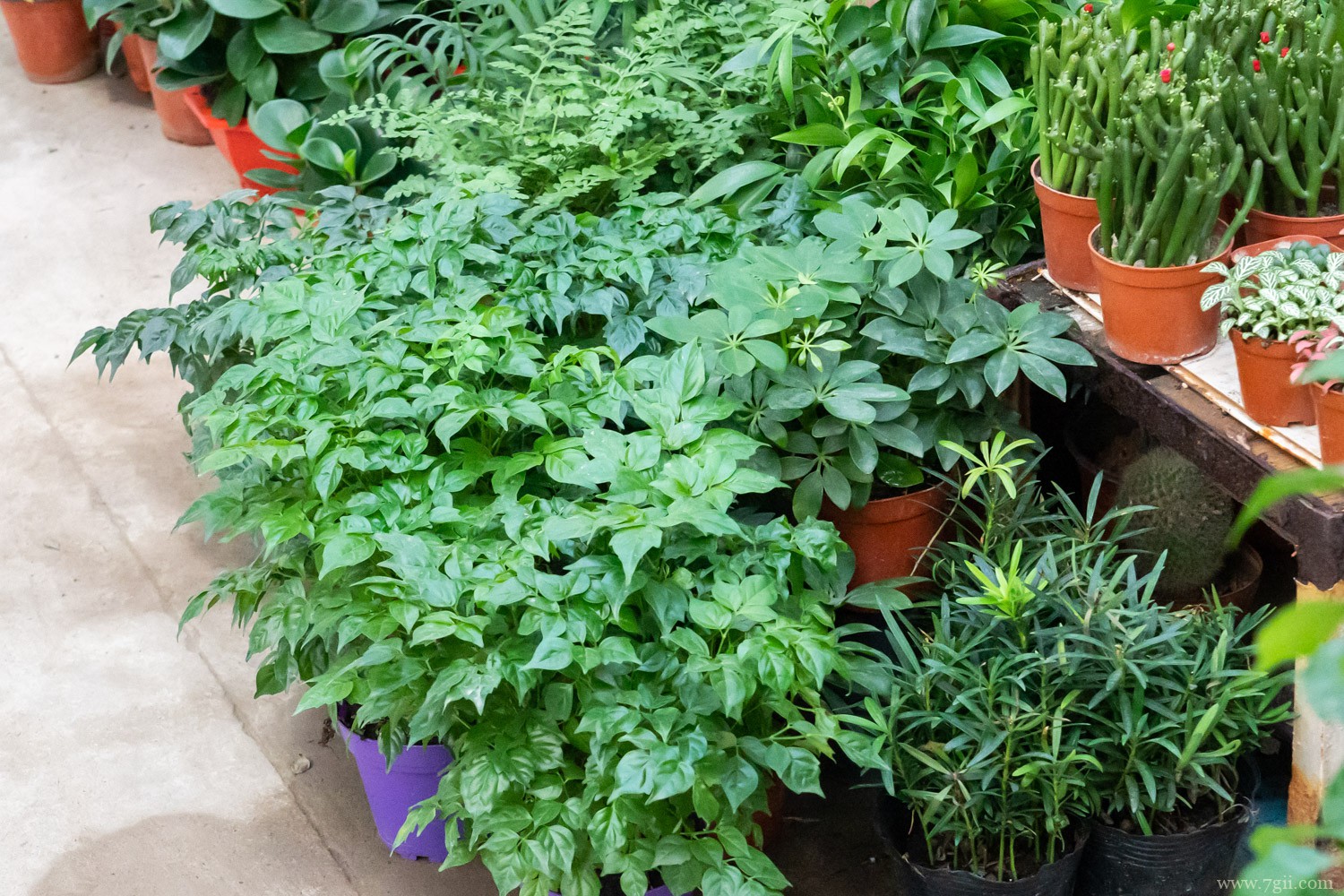 幸福树 幸福树摆放禁忌,真正的幸福树是哪一种