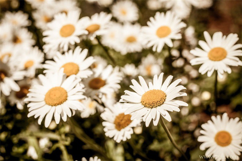 家里一定要养的五种花