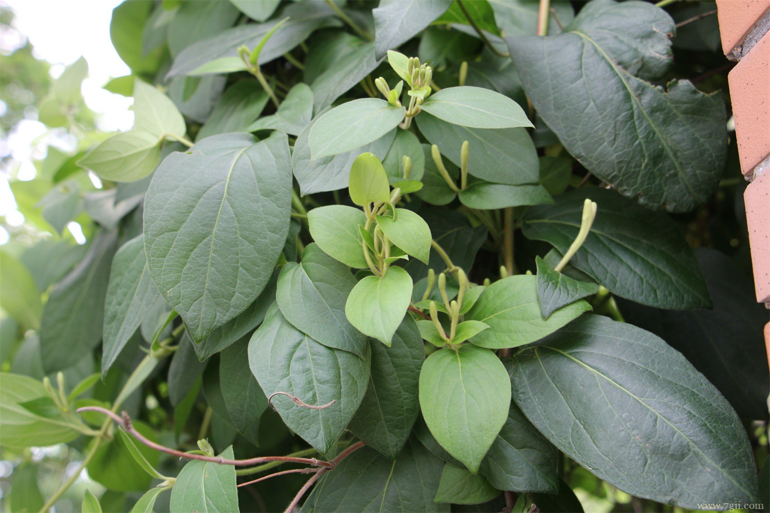 家里一定要养的五种花