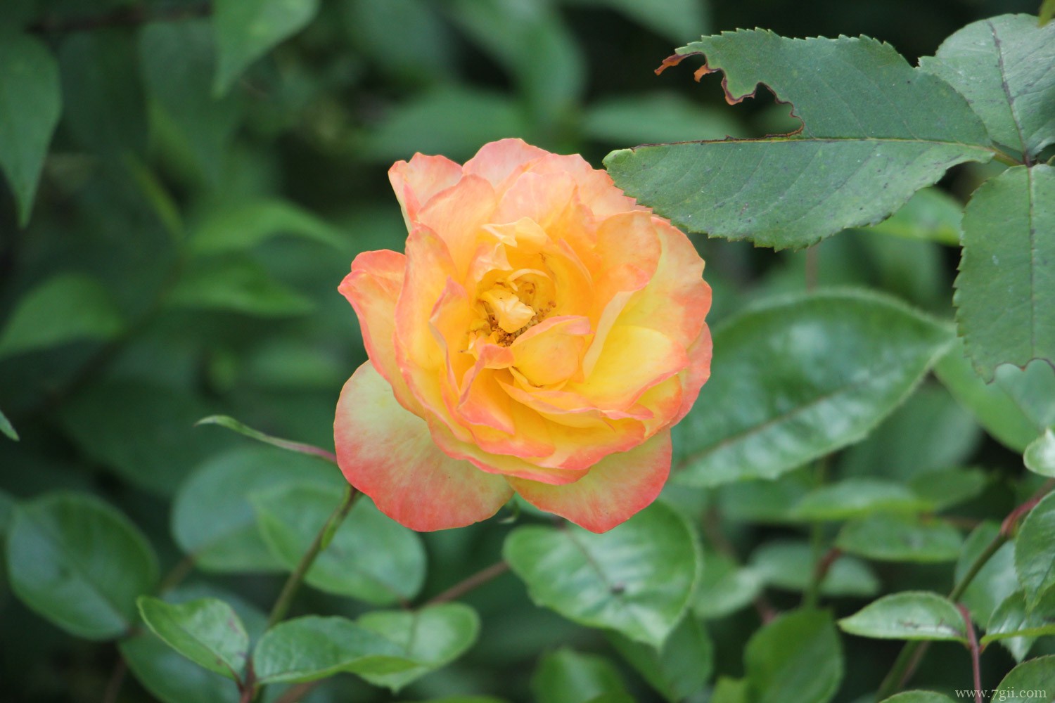 国月月季精品有哪几种