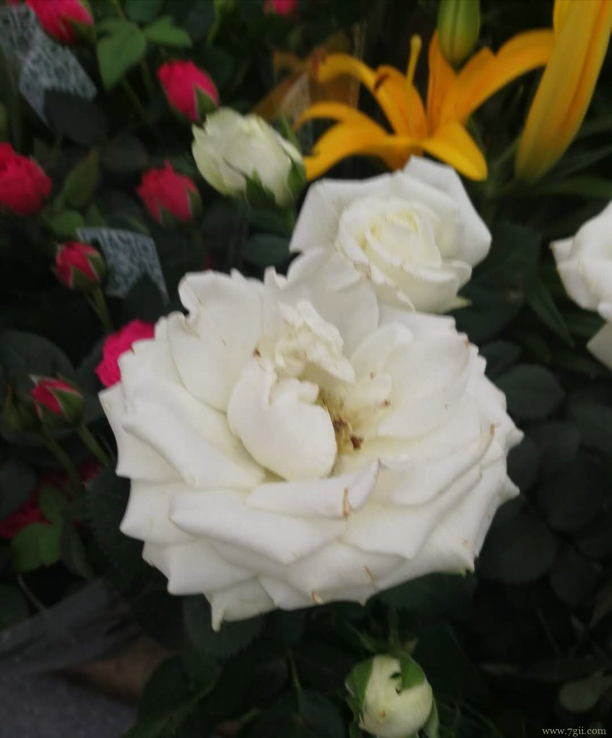 国月月季精品有哪几种