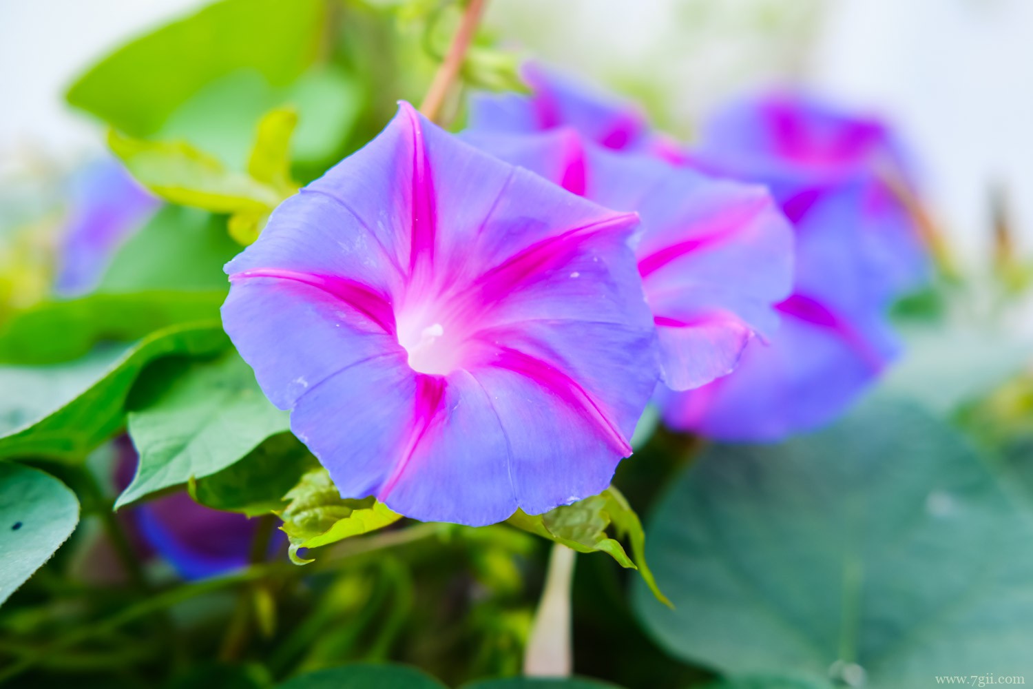 牵牛花 夏天的代表性的植物