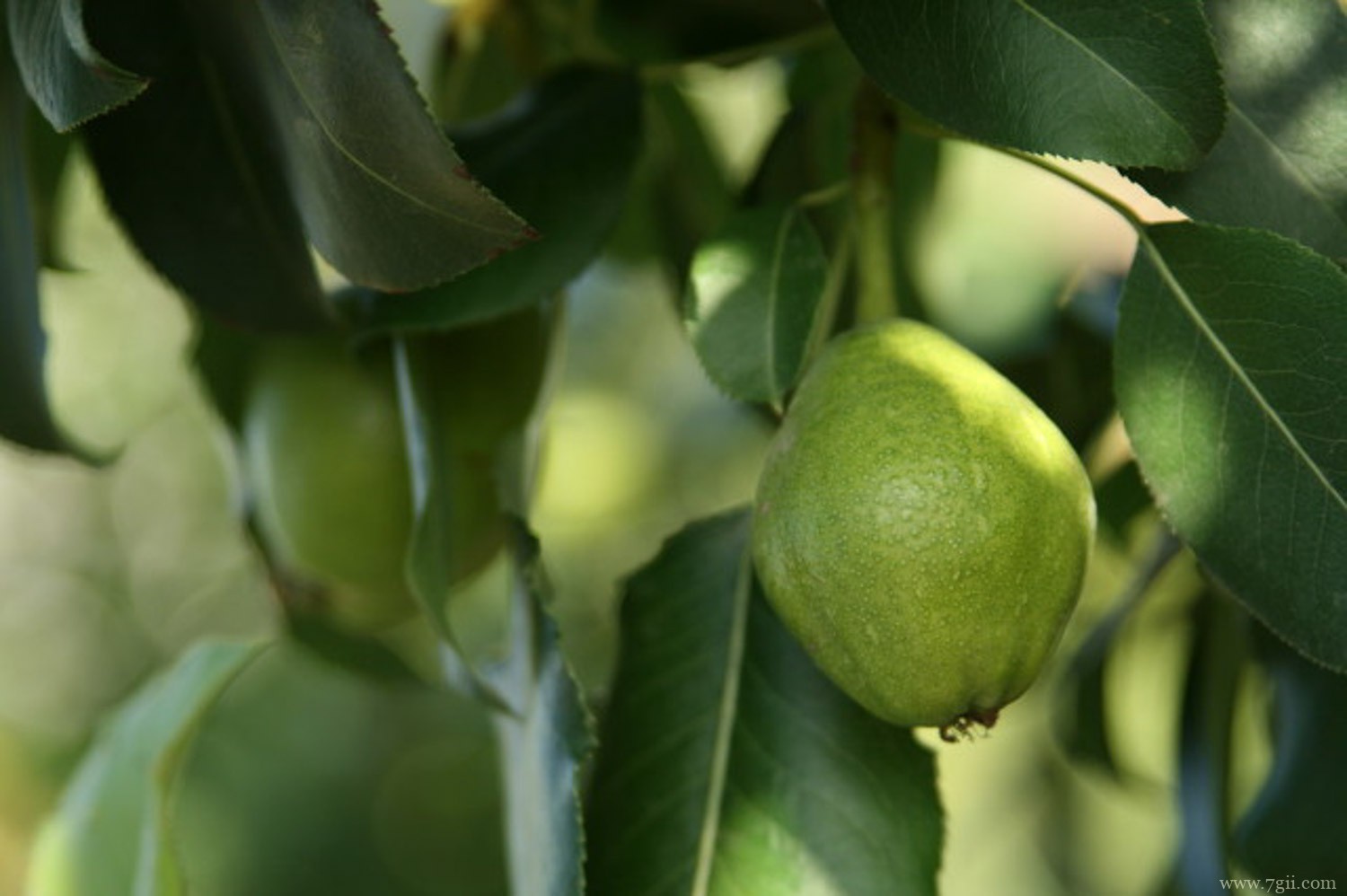 庭院忌讳种什么树
