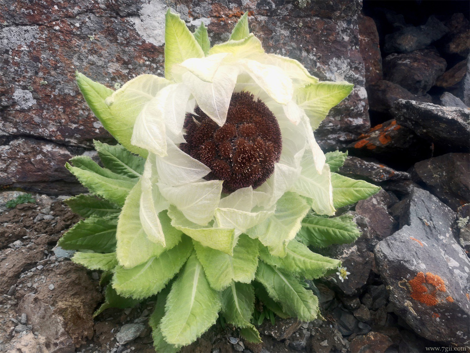 雪莲花 逆境中生长顽强植物