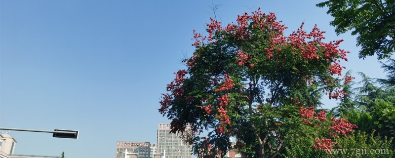 北京绿化八大树种