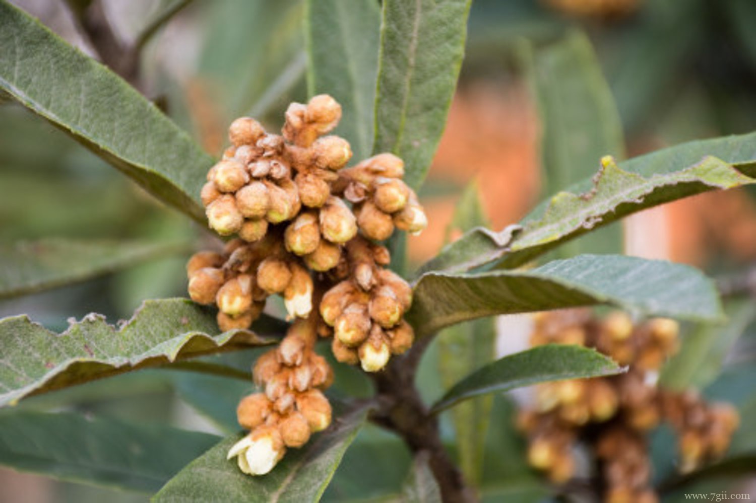 枇杷 枇杷树是凶树还是吉树