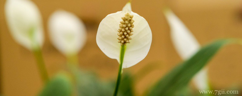 最耐阴的十大室内植物