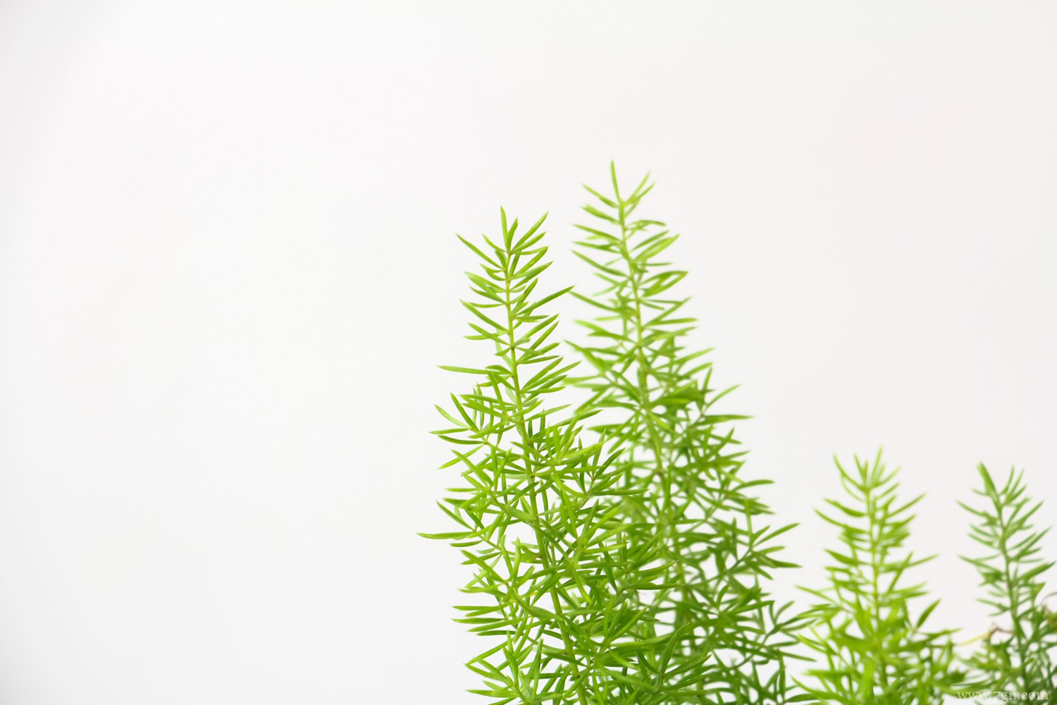 最耐阴的十大室内植物