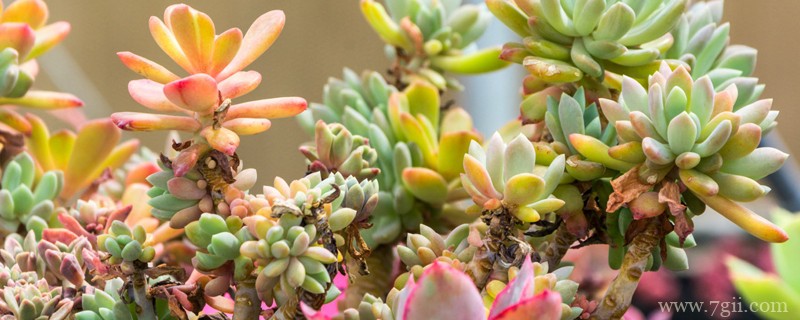 多肉植物介绍