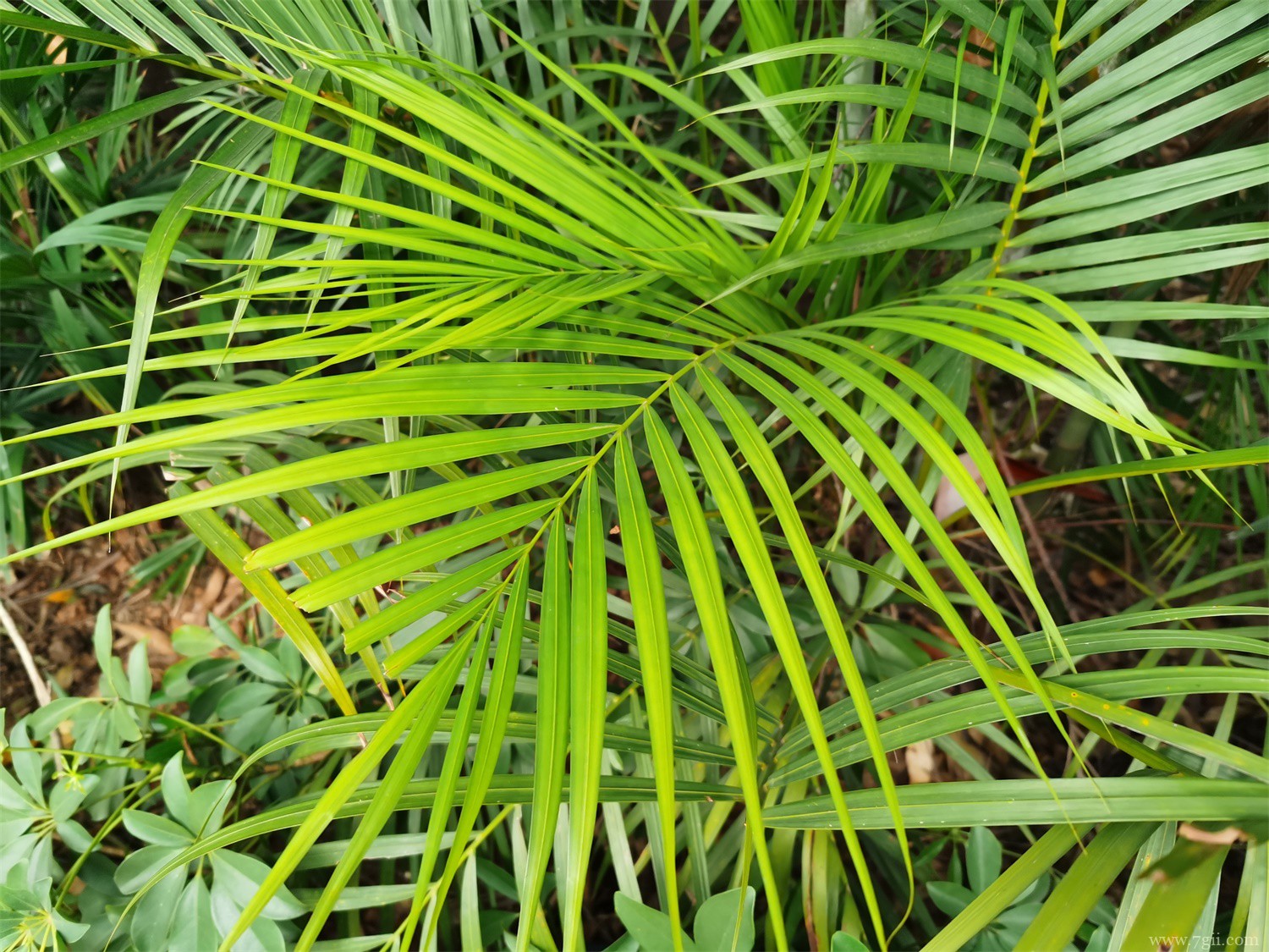 养猫家庭适合养的植物