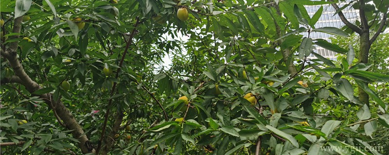 桃树能种在院子里吗