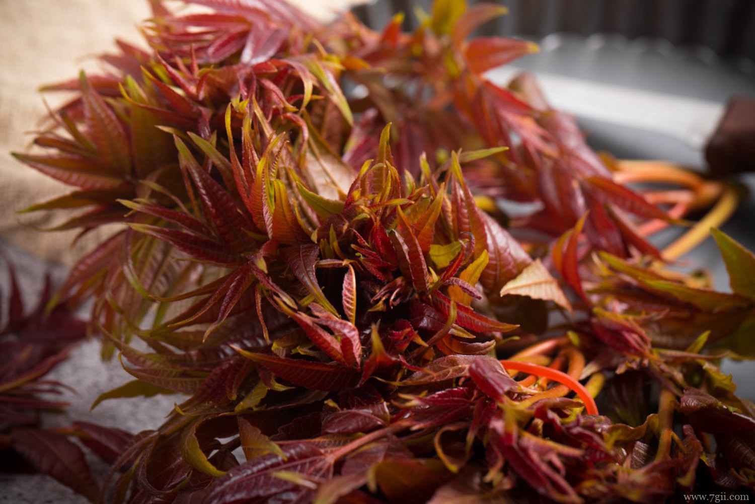 香椿 春季蔬菜有哪些