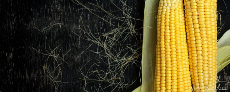 瑞普909玉米品种介绍