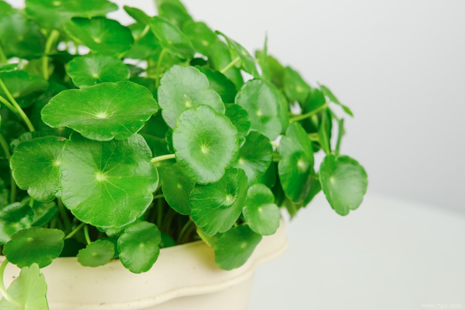 不需要阳光的室内植物